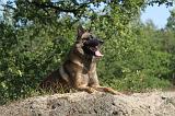 MALINOIS 052